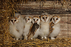 pix/species/barn-owl/large/1.jpg