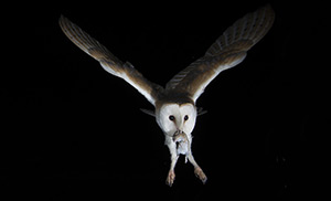 pix/species/barn-owl/large/4.jpg