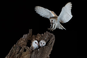 pix/species/barn-owl/large/5.jpg