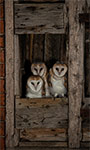 pix/species/barn-owl/large/7.jpg