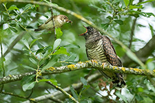 pix/species/cuckoo-parasite/large/7.jpg