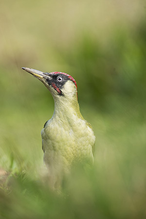 pix/species/green-woodpecker/large/2.jpg