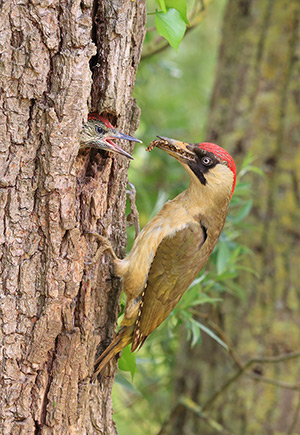 pix/species/green-woodpecker/large/3.jpg