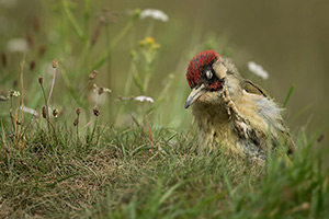 pix/species/green-woodpecker/large/4.jpg