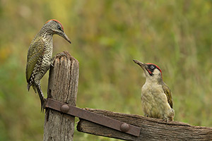 pix/species/green-woodpecker/large/5.jpg