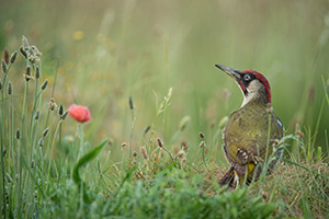 pix/species/green-woodpecker/large/6.jpg