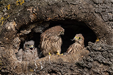 pix/species/kestrel/large/7.jpg