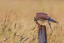 pix/species/kestrel/large/8.jpg