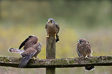 pix/species/kestrel/large/9.jpg