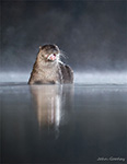 pix/species/otter/large/1.jpg