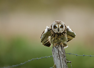 pix/species/short-eared-owl/large/1.jpg