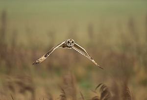 pix/species/short-eared-owl/large/3.jpg