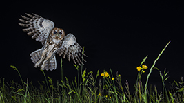 pix/species/tawny-owl/large/2.jpg