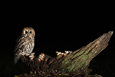 pix/species/tawny-owl/large/5.jpg