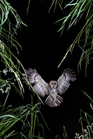 pix/species/tawny-owl/large/7.jpg